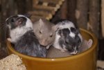 DSC06453.JPG