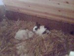 Schneewitte & Hercule1.jpg