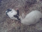 Schneewitte & Hercule4.jpg