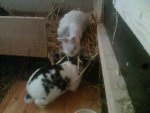 Schneewitte & Hercule9.jpg