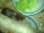 Mäuse 039.jpg