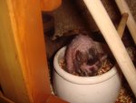 DSC01452.jpg