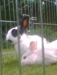Schneewitte & Hercule11.jpg