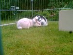 Schneewitte & Hercule12.jpg