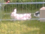 Schneewitte & Hercule13.jpg