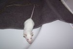 Albino ganz neugierig.jpg