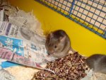 dsc01115dr7.jpg