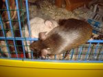 dsc01110om4.jpg