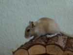 2009 Jun 14 004.jpg