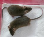 2er Agoutis.JPG
