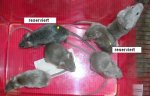 Böckchen - 6x Grau.JPG
