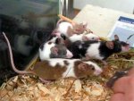 tierheim mäus12111e.jpg