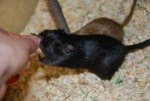 Blacky1.jpg
