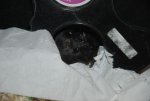 Blacky im Laufrad.jpg