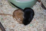 Blacky und Flocki kuscheln.jpg