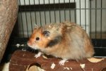 Hamster2.JPG