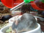 DSC00042.jpg