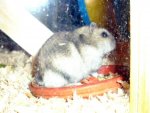 rhön_hams 028.jpg