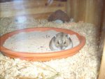 rhön_hams 044.jpg