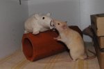 DSC_3255.jpg