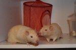 DSC_3269.jpg