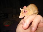 Maus.jpg