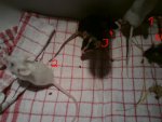 DSC00025.jpg