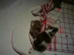 DSC00029.jpg