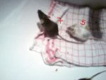 DSC00033.jpg