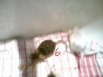 DSC00043.jpg