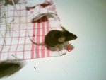DSC00045.jpg
