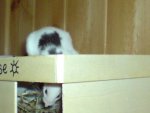 Misslungenes Verstecken.jpg
