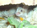 Ginger in der Korkröhre.jpg