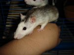 DSC04071.jpg