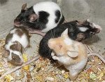 maus-farbmaeuse-0609.jpg