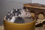 DSC06508.jpg