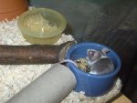 My Pets 091.jpg