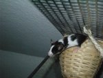 My Pets 101.jpg