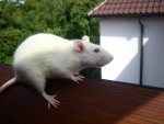 My Pets 082.jpg