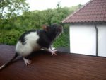 My Pets 087.jpg
