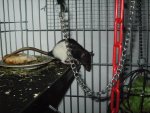 My Pets 085.jpg