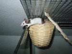 My Pets 086.jpg