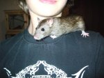 My Pets 111.jpg