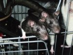 My Pets 092.jpg