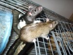 My Pets 113.jpg