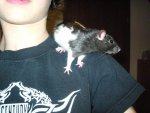My Pets 115.jpg