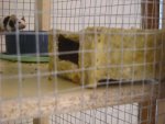 My Pets 116.jpg