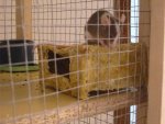 My Pets 117.jpg