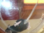 My Pets 118.jpg