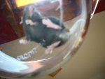 My Pets 119.jpg